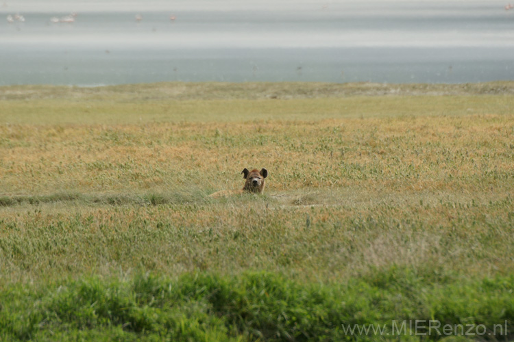 20100131151156 TanZanM - Ngorongoro Krater - Wilde hond