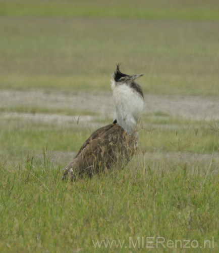 20100131155616 TanZanM - Ngorongoro Krater - Corribustard in vol ornaat