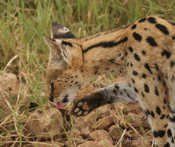 20100131160801 TanZanM - Ngorongoro Krater - Cerval Cat