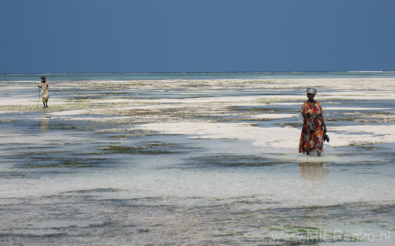 20100204143344 TanZanM - Zanzibar - Nungwi