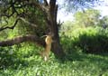 20100126092216 TanZanR - Lake Manyara NP - Boomklimmende leeuwen!!!