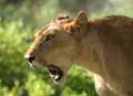 20100126092316 TanZanM - Lake Manyara NP - Boomklimmende leeuwen!!!