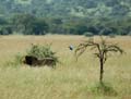 20100128102828 TanZanL - Serengeti NP - Het mooie blauwe vogeltje