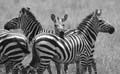 20100128132915 TanZanM - Serengeti NP - Zebra's