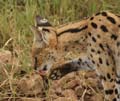 20100131160801 TanZanM - Ngorongoro Krater - Cerval Cat