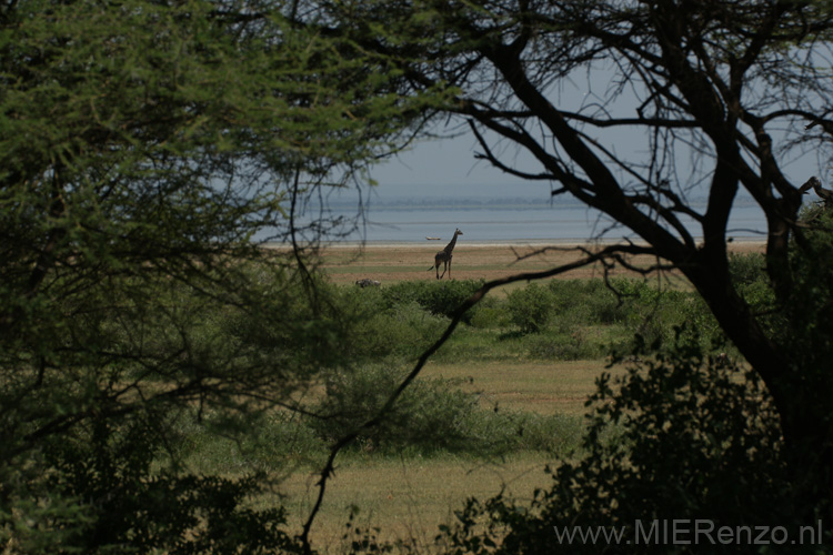 20100125140422 TanZanM - Lake Manyara NP