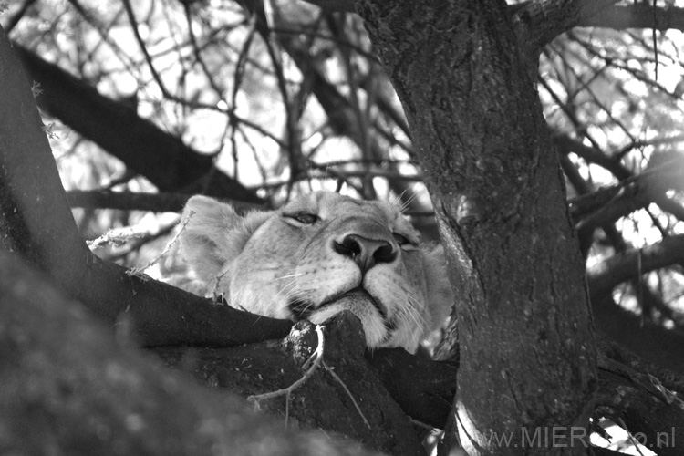 20100126091147 TanZanM - Lake Manyara NP - Boomklimmende leeuwen!!!