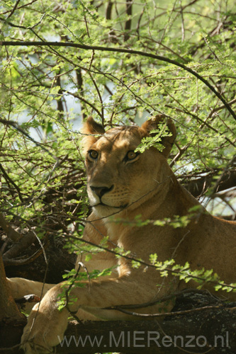 20100126091350 TanZanM - Lake Manyara NP - Boomklimmende leeuwen!!!