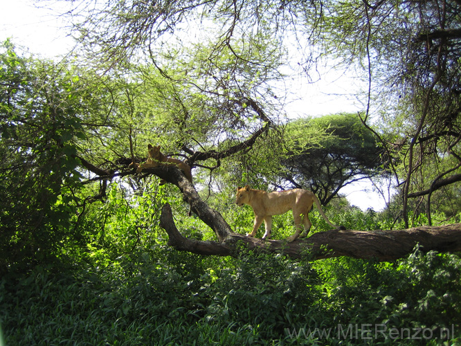 20100126091927 TanZanR - Lake Manyara NP - Boomklimmende leeuwen!!!