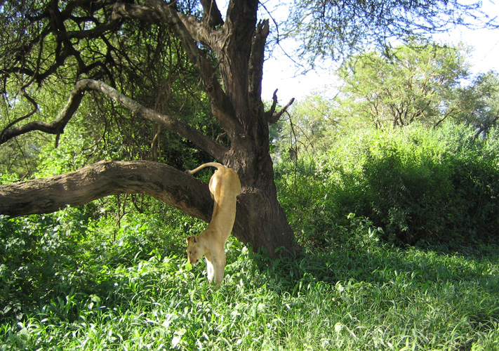 20100126092216 TanZanR - Lake Manyara NP - Boomklimmende leeuwen!!!