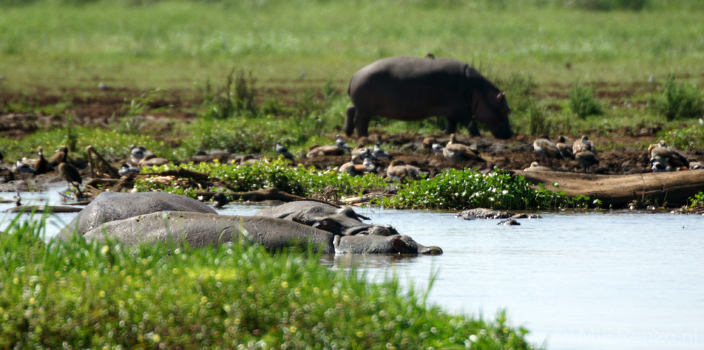 20100126102726 TanZanM - Lake Manyara NP - Hippopool