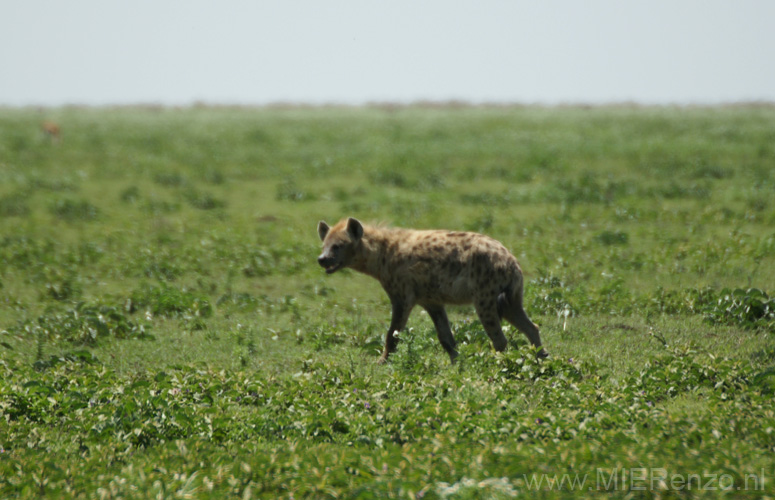 20100127115008 TanZanM - Omgeving Ngorongoro Krater - Hyena