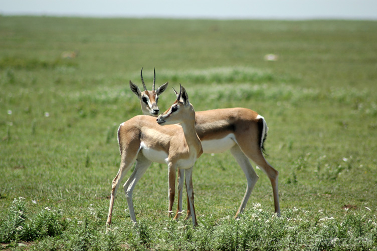 20100127115948 TanZanL - Omgeving Ngorongoro Krater -  Thomson Gazelle