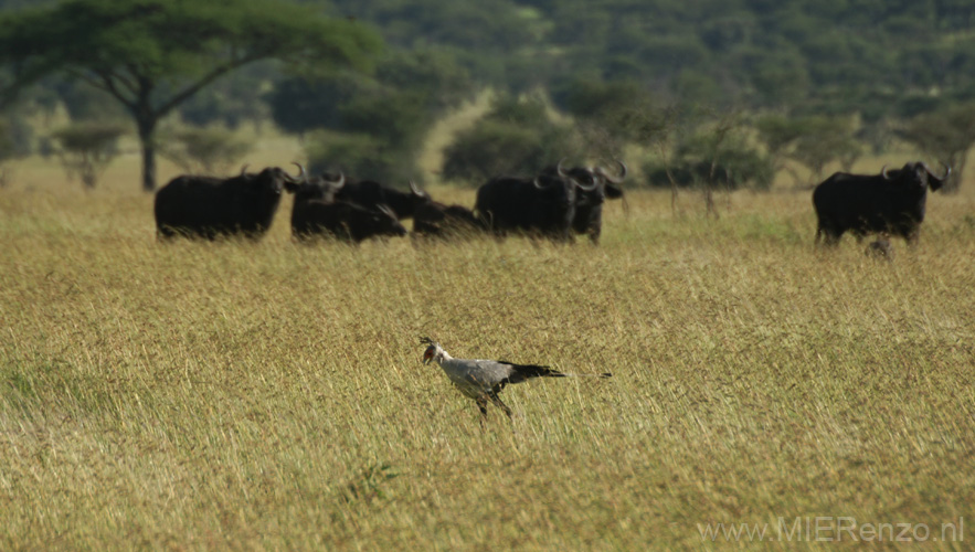 20100127170102 TanZanM - Serengeti NP - Secretary bird en buffels