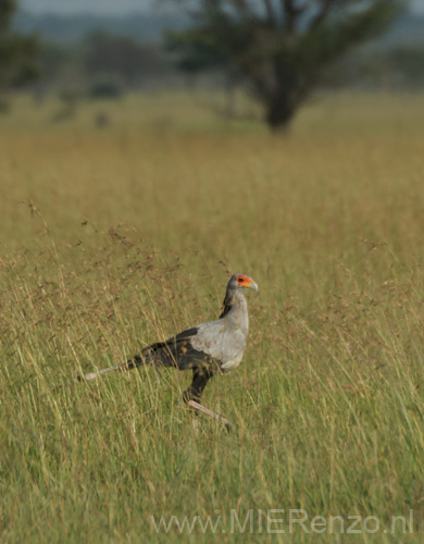 20100128085012 TanZanM - Serengeti NP - Secretary Bird