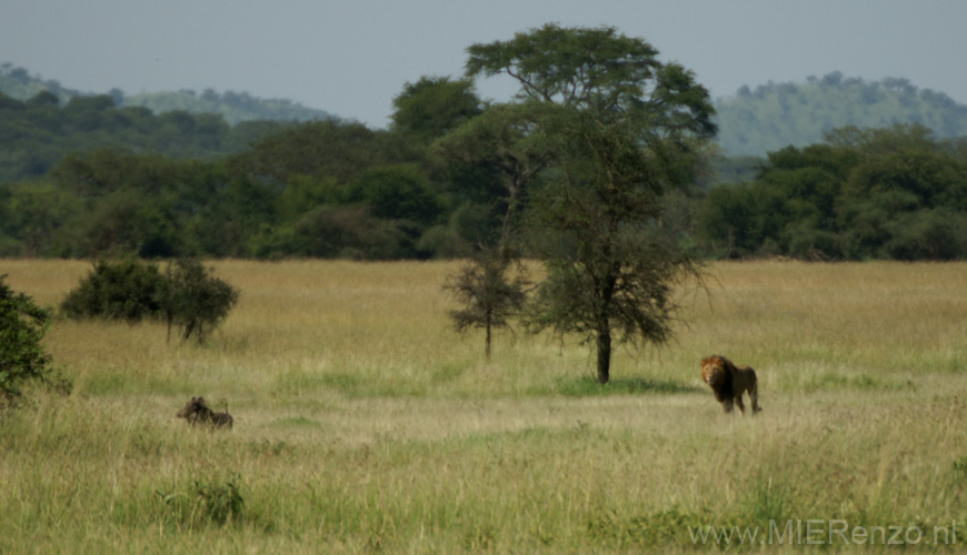 20100128103954 TanZanM - Serengeti NP - En het wrattenzwijn ontkomt!