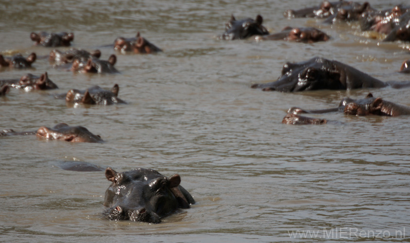 20100128110731 TanZanM - Serengeti NP - Hippo's