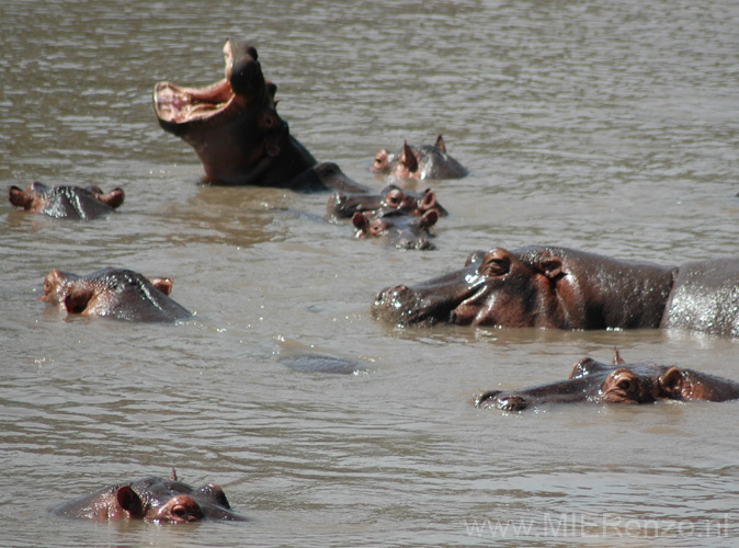 20100128110901 TanZanL - Serengeti NP - Hippo's