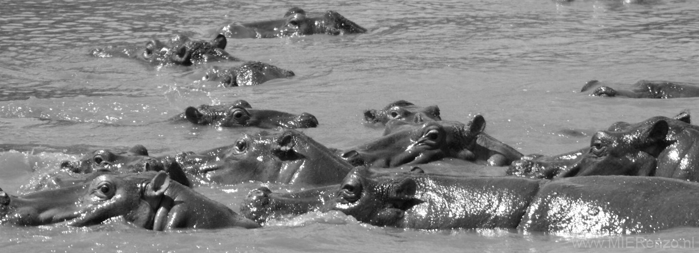 20100128112243 TanZanM - Serengeti NP - Hippo's