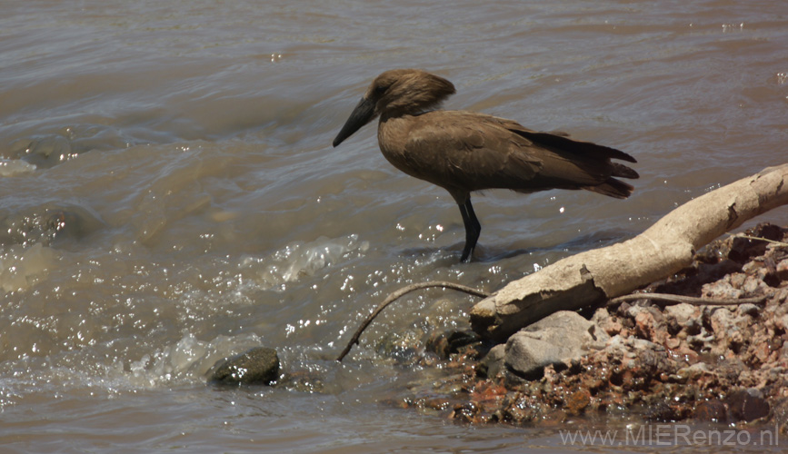 20100128131109 TanZanM - Serengeti NP - Hamerkop