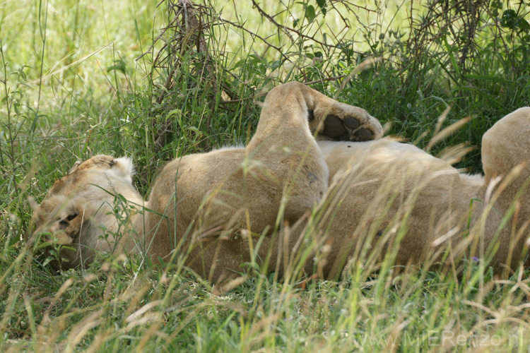 20100128133658 TanZanM - Serengeti NP - Net een huispoes