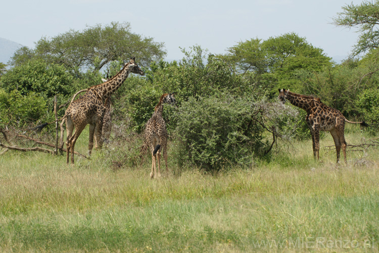 20100128140314 TanZanM - Serengeti NP