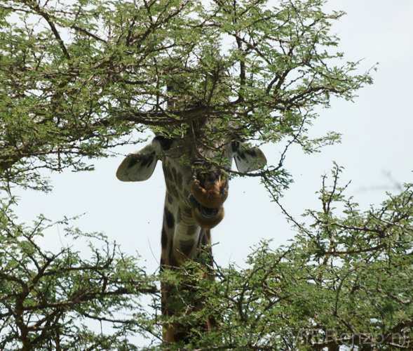 20100128140722 TanZanM - Serengeti NP - Kiekeboe!