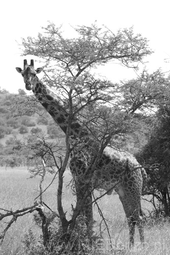 20100128140913 TanZanM - Serengeti NP