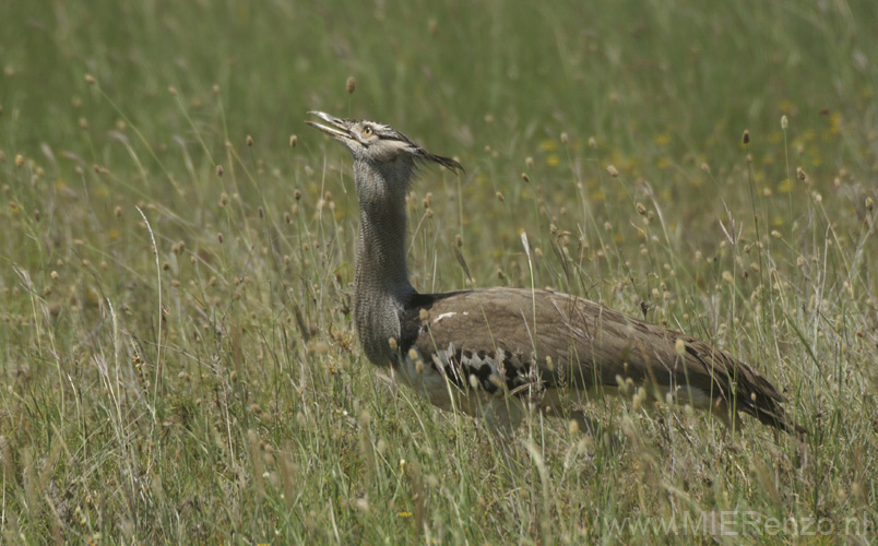 20100129124444 TanZanM - Serengeti NP - Corribustard