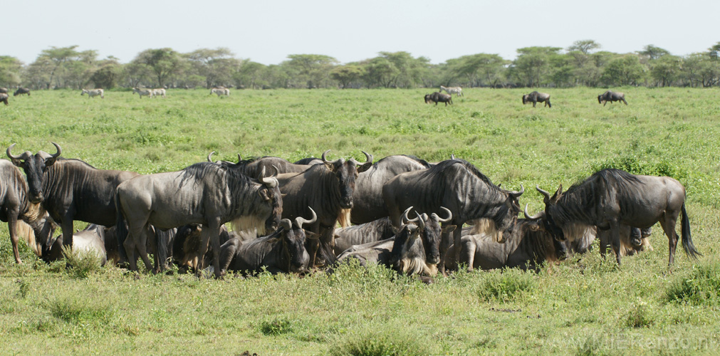 20100129152121 TanZanM - Serengeti NP - Wildebeesten