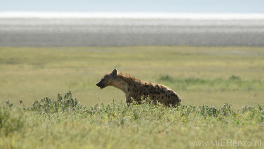 20100131095453 TanZanM - Ngorongoro Krater - Hyena