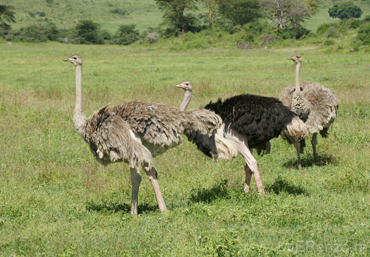 20100131101357 TanZanM - Ngorongoro Krater