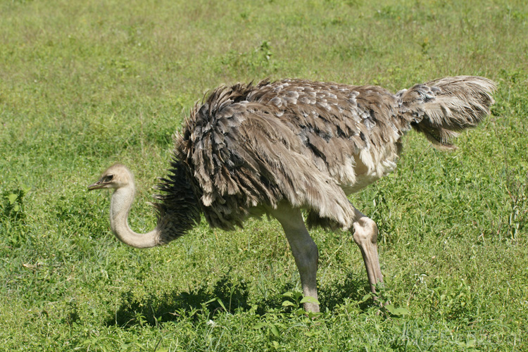 20100131101700 TanZanM - Ngorongoro Krater