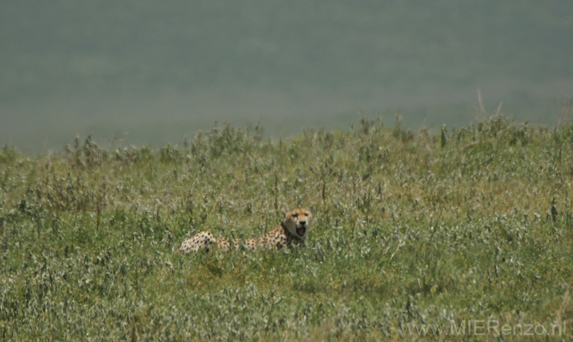 20100131122920 TanZanM - Ngorongoro Krater - En toch nog heel ver weg een Cheetah