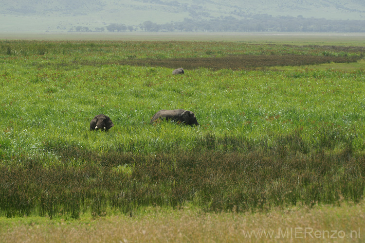 20100131133530 TanZanM - Ngorongoro Krater