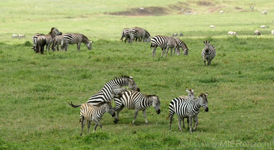 20100131141932 TanZanM - Ngorongoro Krater