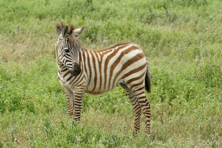 20100131142325 TanZanM - Ngorongoro Krater - Hoog aaibaarheidsgehalte