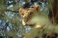 20100126091430 TanZanL - Lake Manyara NP - Boomklimmende leeuwen!!!