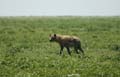 20100127115008 TanZanM - Omgeving Ngorongoro Krater - Hyena