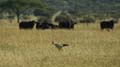 20100127170102 TanZanM - Serengeti NP - Secretary bird en buffels