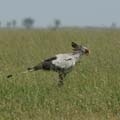 20100129121943 TanZanM - Serengeti NP - Secretary Bird