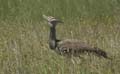 20100129124444 TanZanM - Serengeti NP - Corribustard