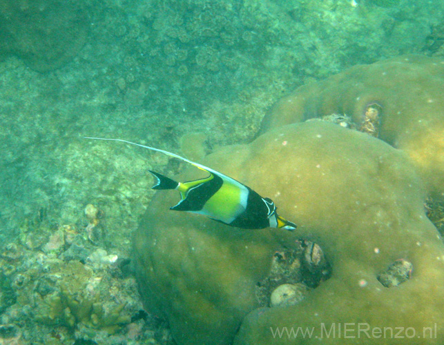 20100204103556 TanZanM - Zanzibar - Nungwi - Snorkelen