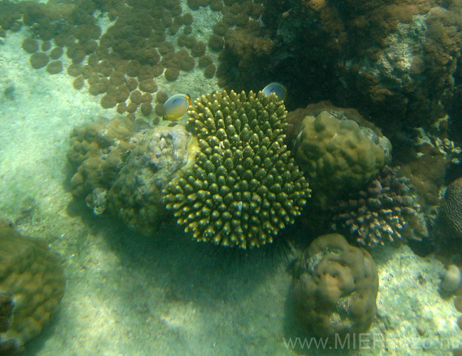 20100204110916 TanZanM - Zanzibar - Nungwi - Snorkelen