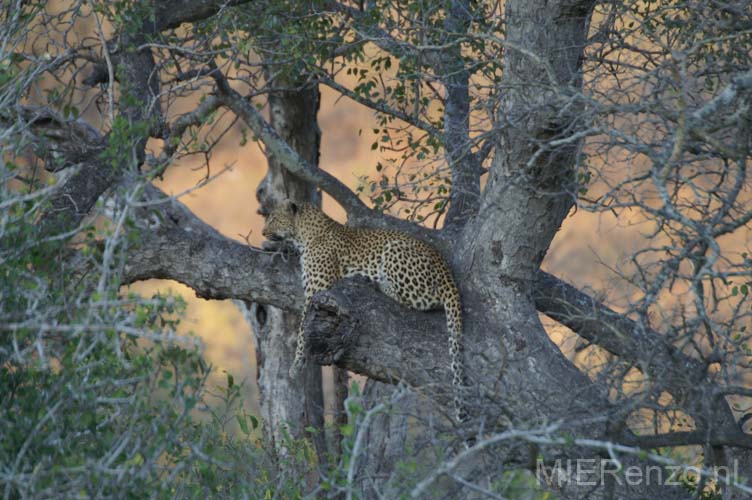 20060902 A (08) Z-Afrika - Kruger - En meteen al een luipaard!!