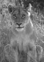 20060903 A (01d) Z-Afrika - Kruger - leeuw langs de weg