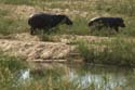 20060903 B (37) Z-Afrika - Kruger - de nijlpaarden gaan met een grote bocht om de krokodil heen!