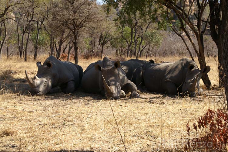 20060906 A (85) - Zimbabwe - Matopos NP - lopend naar neushoorns