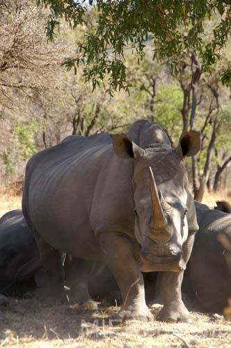 20060906 A (89) - Zimbabwe - Matopos NP - lopend naar neushoorns