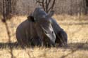 20060906 A (84) - Zimbabwe - Matopos NP - lopend naar neushoorns